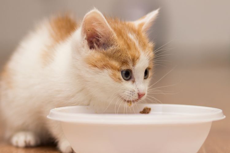 Le chaton roux mange