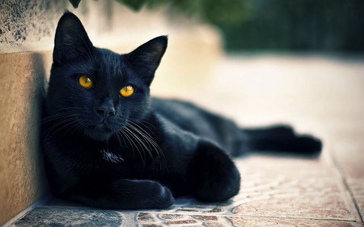 Chat noir dans l'appartement