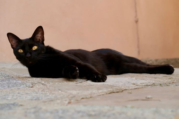 Que faire si un chat noir traverse votre chemin ?