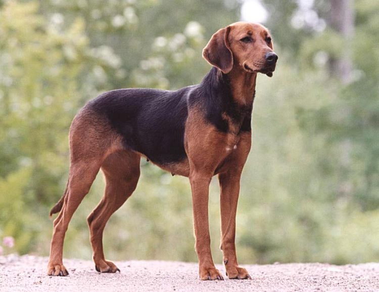 race de chien de chasse Schiller