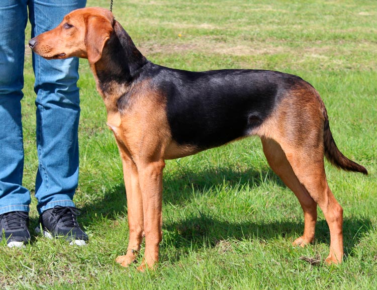 race de chien de chasse Schiller