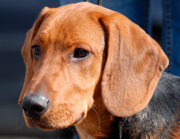 prix du chien de Schiller