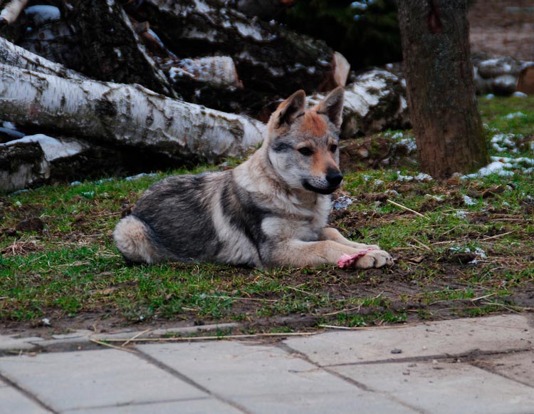 prix du loup italien