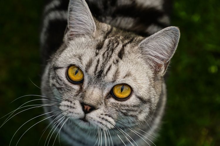 Chat gris aux yeux jaunes