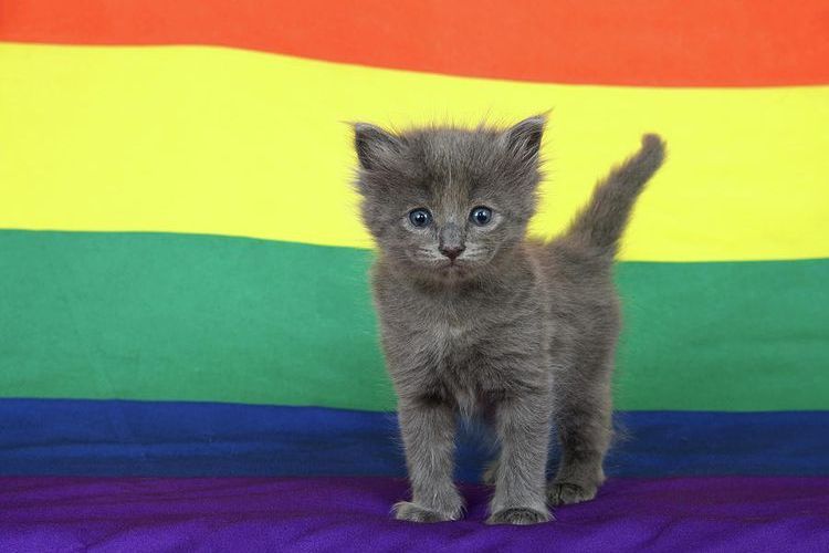 Chaton gris sur fond de rayures colorées