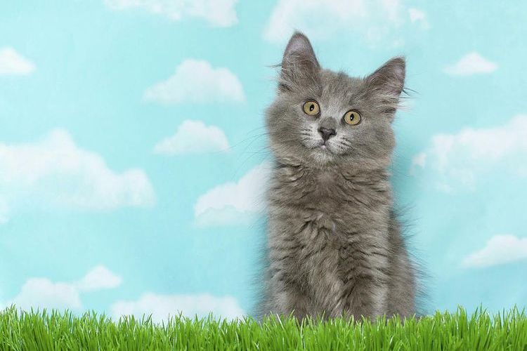 Chaton gris aux yeux verts