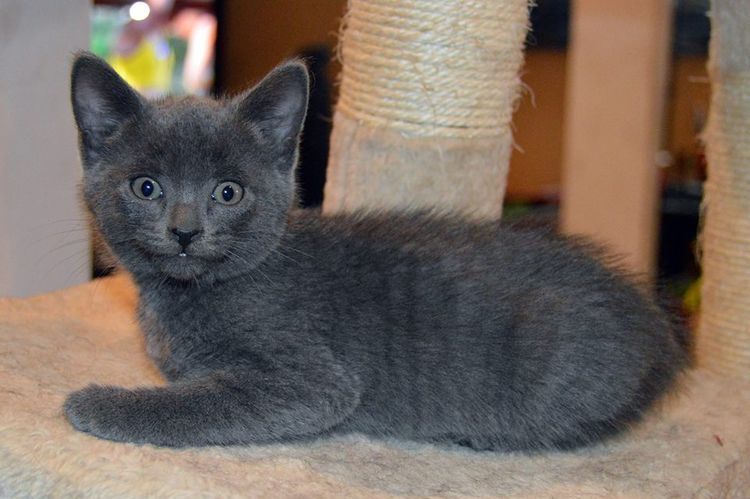 Un chat gris à un griffoir