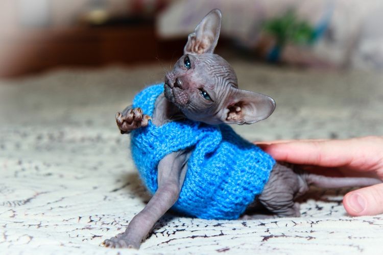 Chaton Sphynx gris