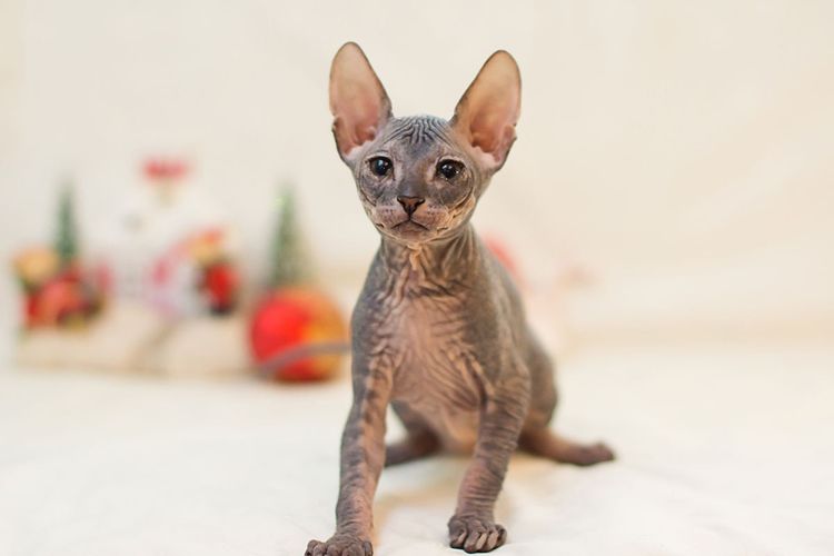 Chaton Sphynx gris