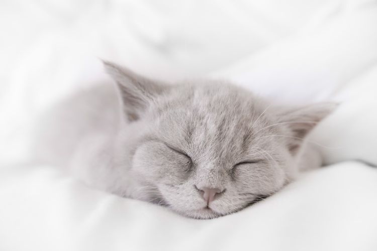 Le chaton gris dort