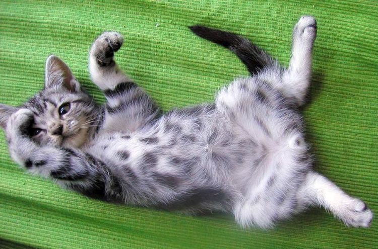 Chaton gris tacheté