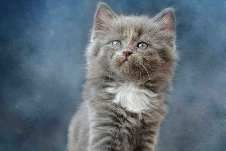 Chaton gris à la poitrine blanche