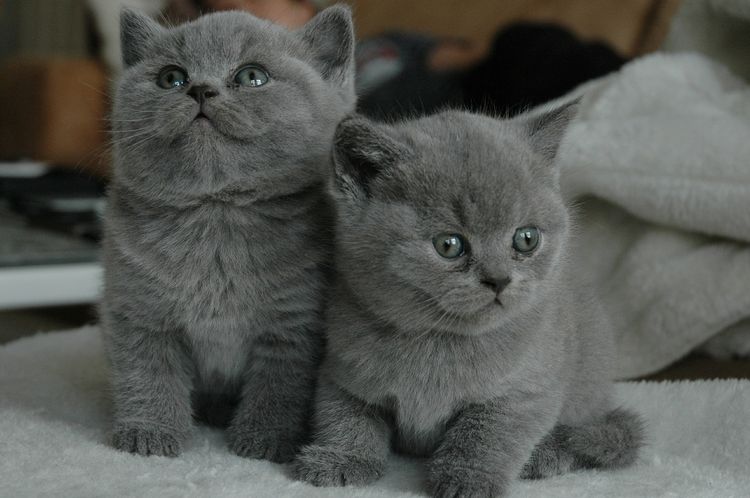 Chatons écossais gris