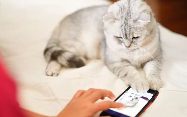 Ash Cat et le téléphone