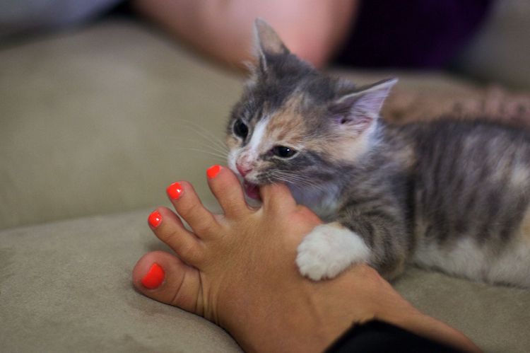 Le chaton mord son maître à la jambe