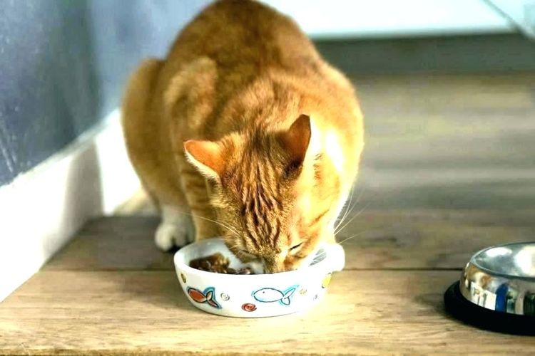 Le chat mange sa nourriture dans une assiette.