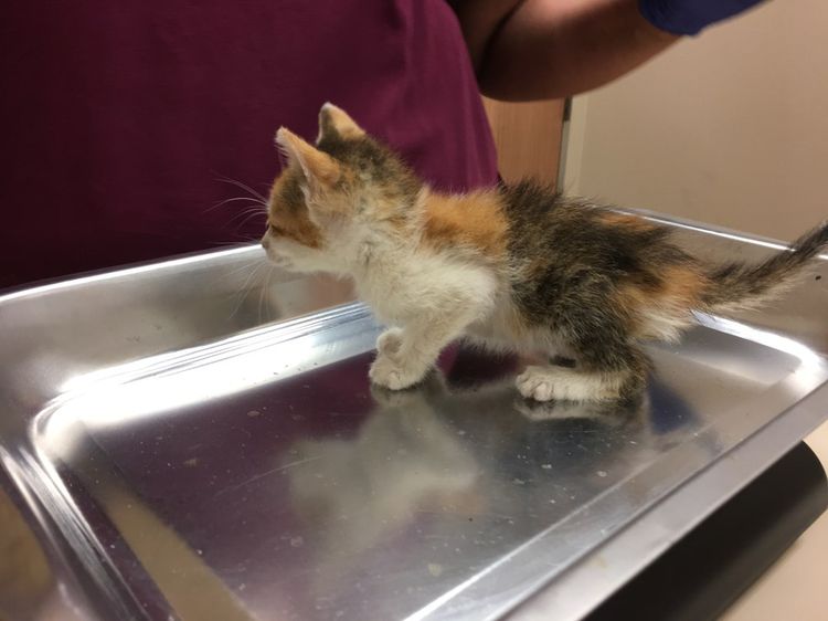 Examen d'un chaton par un vétérinaire