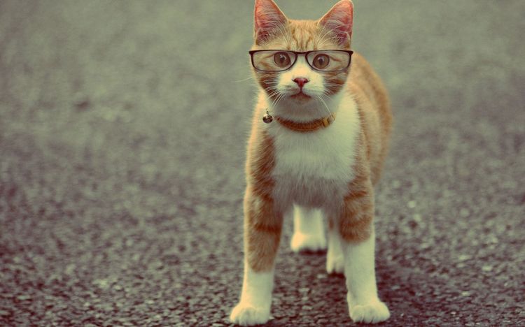 Un chat avec un collier et des lunettes