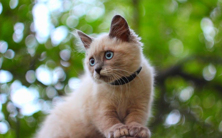 Collier à phéromones