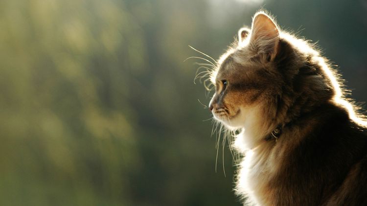 Un chat portant un collier à phéromones
