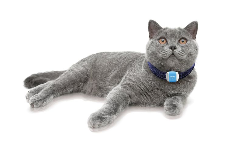 Un chat avec un collier GPS