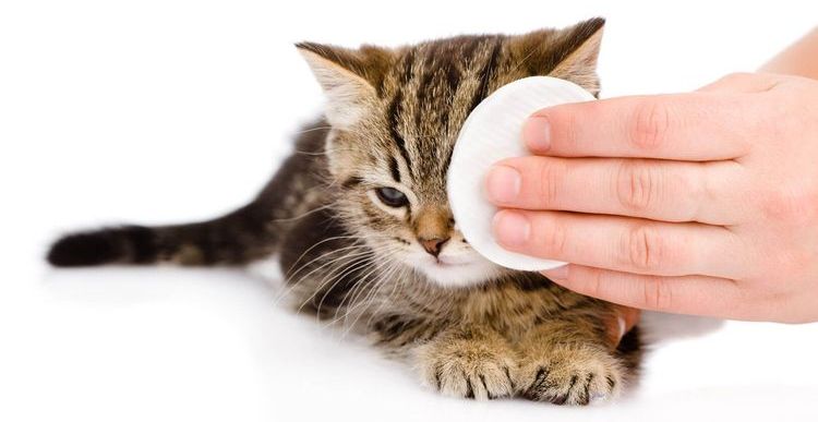 Hygiène oculaire des chatons