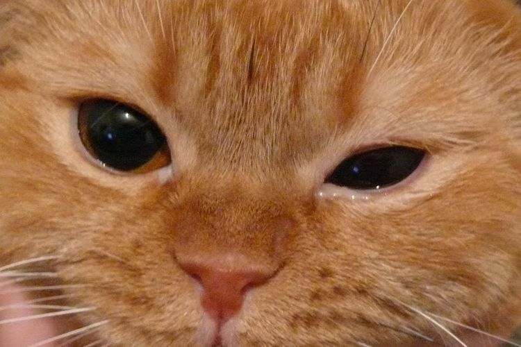Pourquoi les yeux de mon chaton larmoient-ils ?
