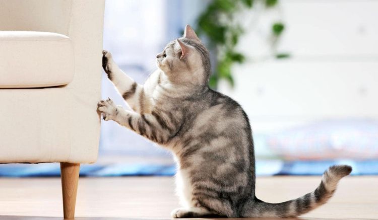 Un chat gris fait ses griffes sur le canapé