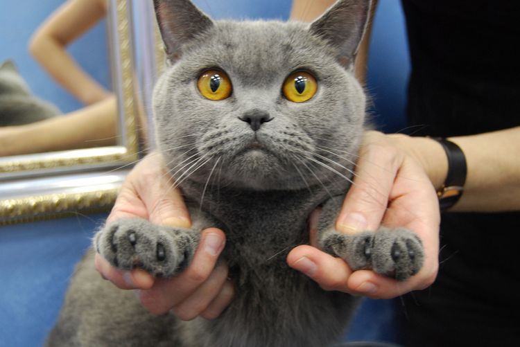 Chat britannique aux yeux jaunes