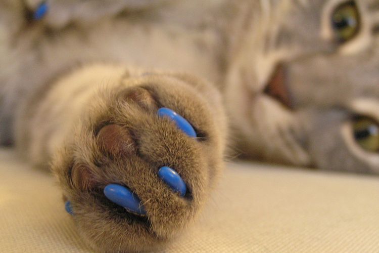 Protège-griffes en silicone pour chats