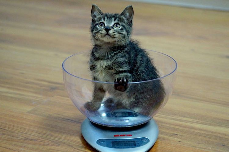 Un chaton sur une balance de cuisine