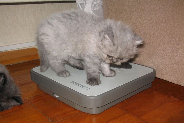 Chaton britannique sur la balance