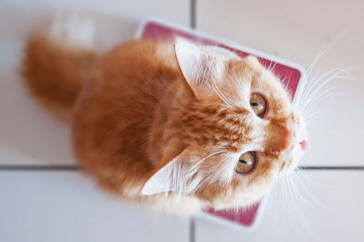 On pèse un chaton roux