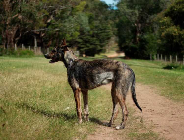 Lévrier australien