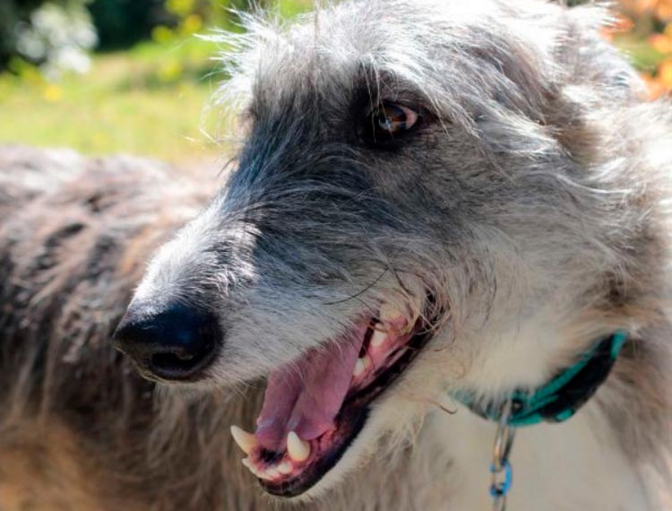 Chien kangourou, race de chien lévrier australien