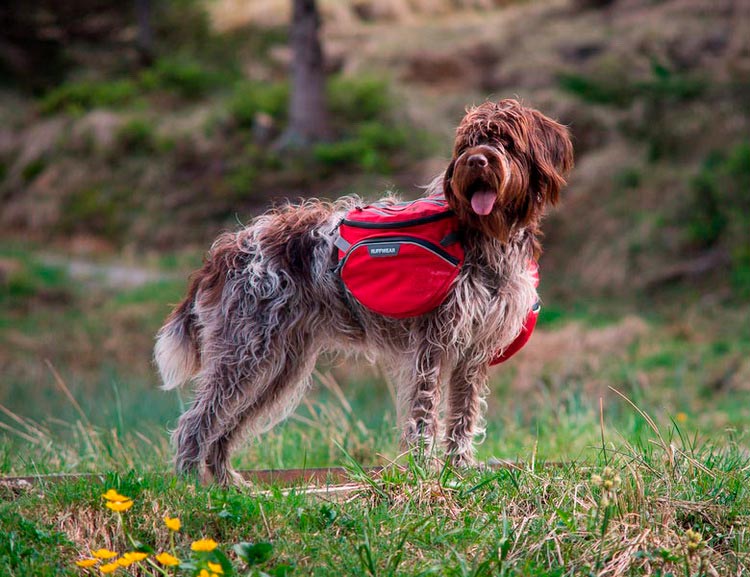 caractère du griffon de Korthals