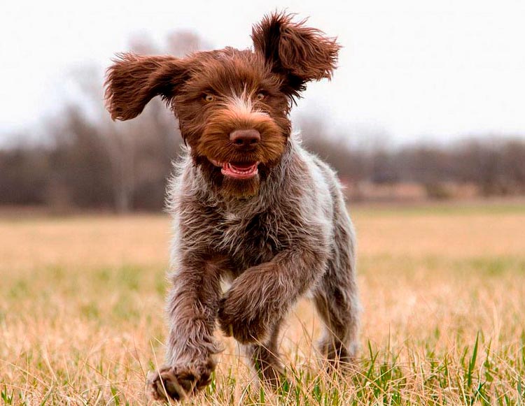 Chiot Griffon Korthals