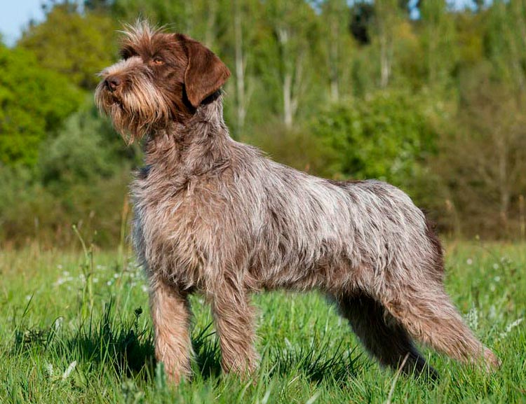 Race de griffon Cortalsa