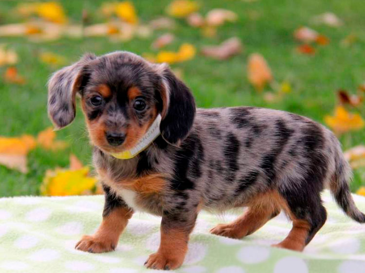 Croisement de teckel et de Wassily