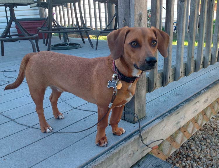 croisement teckel-beagle