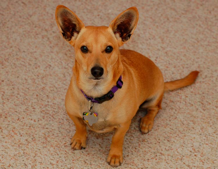 croisement teckel-corgi