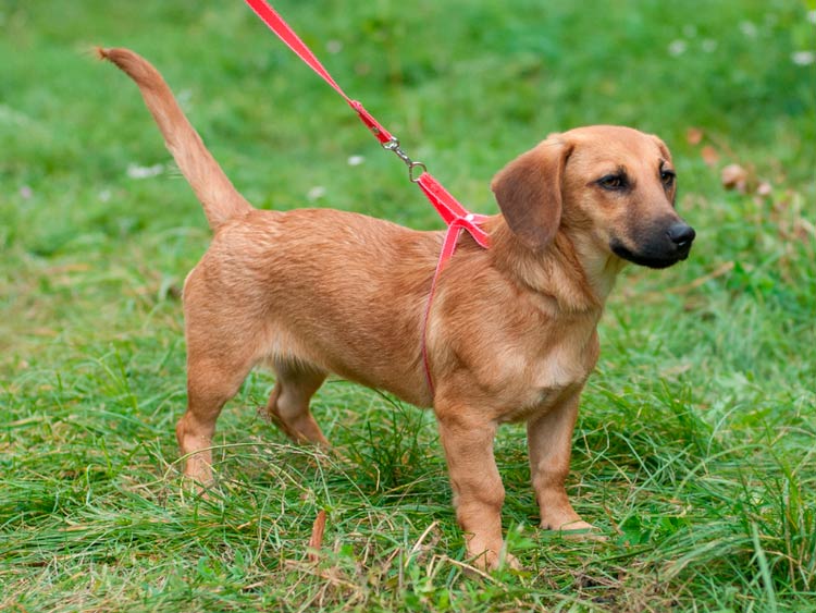 un croisement entre un teckel et un bâtard