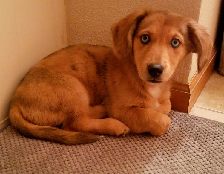 croisement teckel-husky