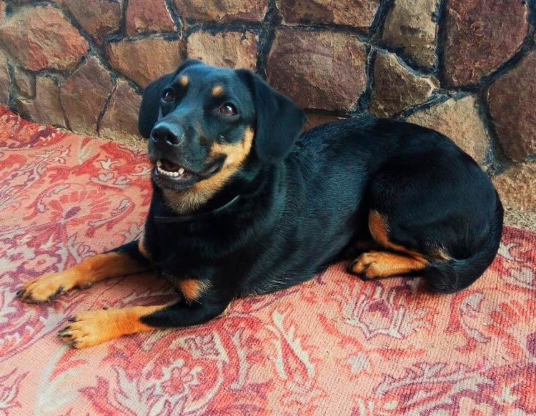 croisement teckel-jaggterrier