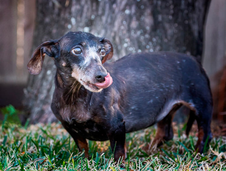 croisement teckel-chien chinois à crête