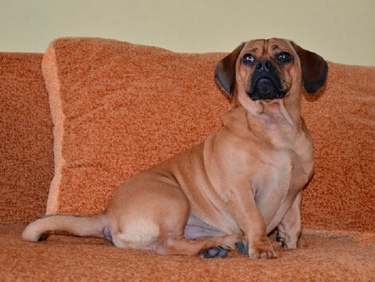 croisement teckel-carlin