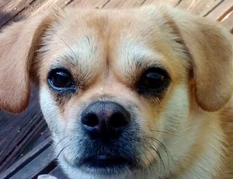 croisement teckel-pékinois