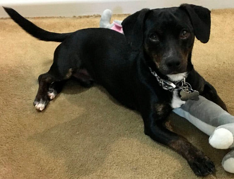 croisement teckel-pinscher