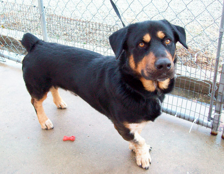 croisement teckel-rottweiler