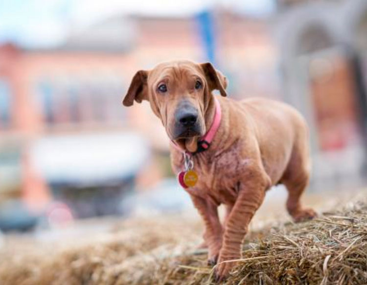 croisement teckel-shar-peï